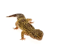 crypto in leopard geckos